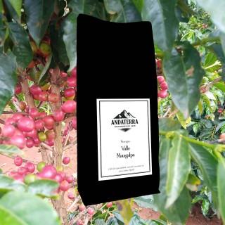 Café de Matagalpa Nicaragua - Variedad Bourbon 1500m | Andaterra